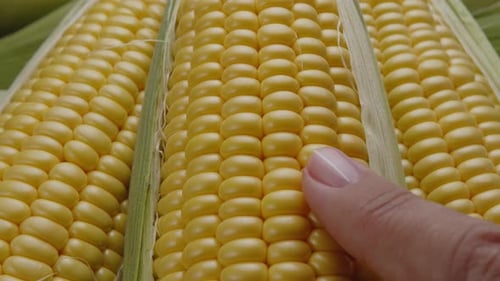 Fresh Corn on the Cob in Close Up