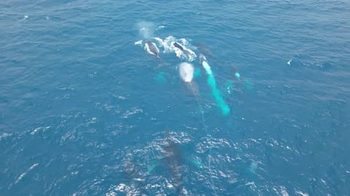 Epic and Unique Close-Up Drone Footage of Powerful Whales Surfacing and Breathing Together.