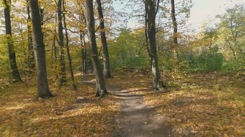 Autumn Forest with Yellowed Leaves