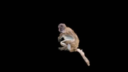 Animated 3D Monkey Performing Various Movements on Alpha Channel