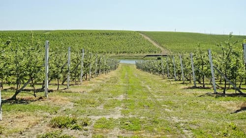 Picturesque View of Lush Vegetation of Green Plantation with Spacious Pathway Leading to River in