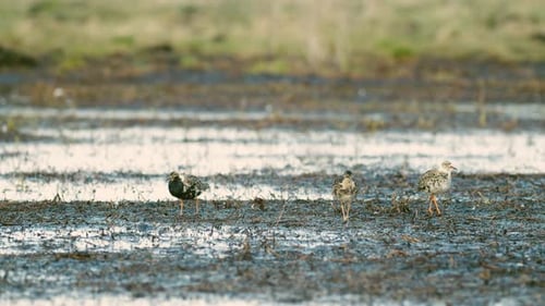 Black-tailed godwit and a flock of ruff birds during spring migration on wetlands flooded meadow fee