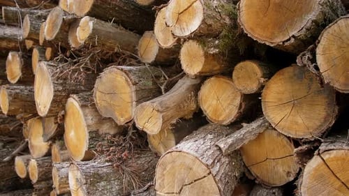 Pile of Cut Tree Trunks in Forest