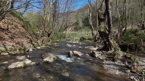 Stream Flowing Between Trees