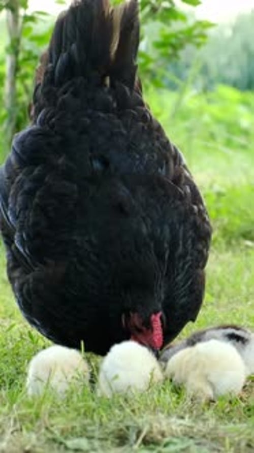 Hen with Chicks on Natural Eco Farm Free Range Chickens on Organic Livestock Farm Freely Looking for