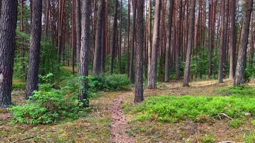 shot of the forest path way in dense green calm forest during the daytime, zooming out
