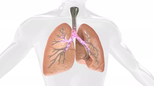 Human Lungs Respiration Process 3D Animation