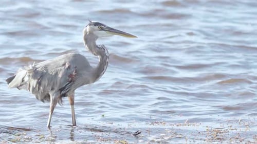 great blue heron gracefully walking along windy ocean beach shore in slow motion
