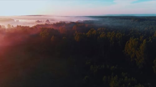 Breathtaking view of a foggy forest at sunrise time filled with different colors
