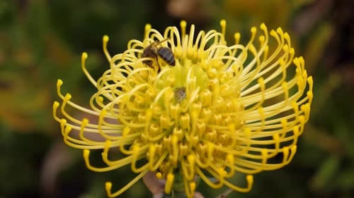 Bright Yellow Pincushion Flower with Bee