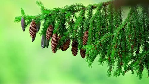 A Spruce Branch with Cones