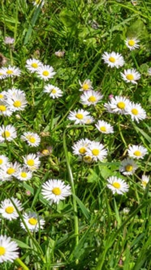 Vertikales Video von Gänseblümchen, die im Zeitraffer der Frühlingswiese schnell blühen