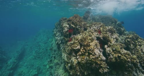 Coral reef underwater with tropical fish. Hard and soft corals, underwater landscape.