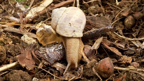 Schneckenkriechen zwischen grünen Pflanzen in der Natur