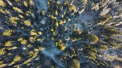 Snowy Forest Canopy Expanding View in Winter
