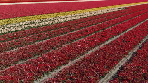 Aerial Cinematic Drone View of Colorful Tulip Fields on a Sunny Day with Clear Blue Skies. Blossomi