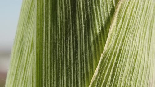 green corn leaves, rotation. extreme close-up