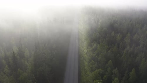 Aerial shot above a empty forest with green trees and beautiful morning mist