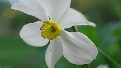 Closeup Daffodil Flower. Floral View Charming Small Flowers Blooming in Sunny Day