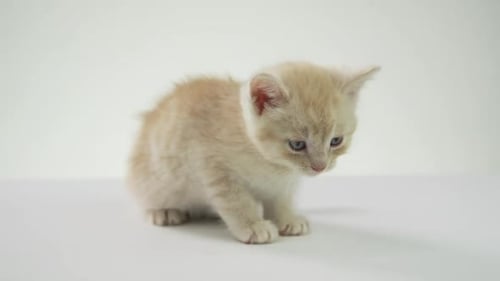 Fond blanc -Adorables bébés chatons sur fond blanc -meow hobbes2\_1