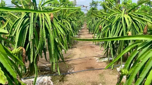 Dragon Fruit Plants Grow on Rural Farm