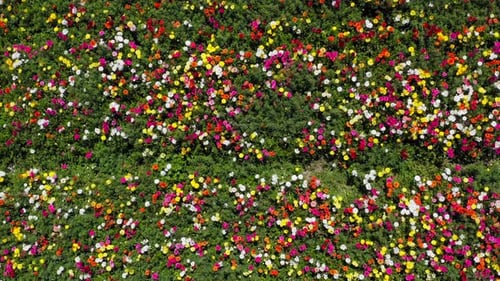 Rows of Buttercups in full bloom and in various colors, Aerial view
