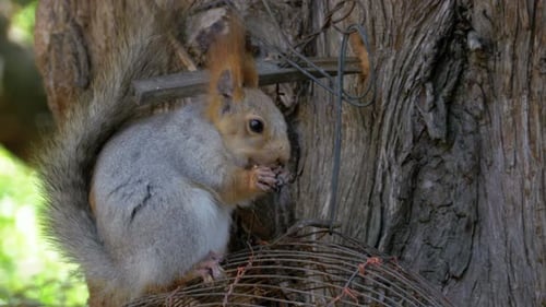Squirrel Enjoying a Treat on a Tree Branch