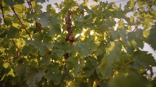Hojas de parra de viñedo al atardecer con bengalas