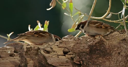 Two Sparrows Eating Together on a Tree Branch