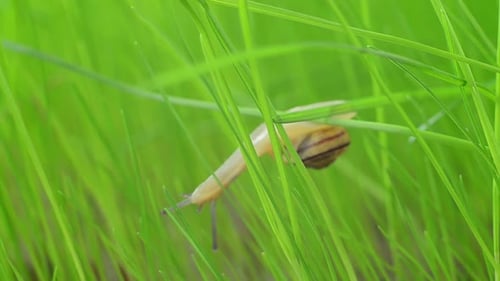 A Snail on the Grass