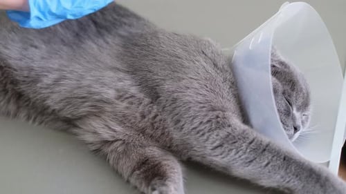 A Veterinarian's Hand is Stroking a Gray Fluffy Sick Cat Cute Pets