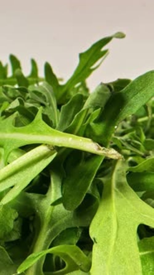 Fresh Green Arugula Leaves with Water Droplets in Studio Close-Up