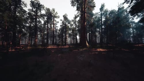 Flying Through Realistic Redwood Forest in 3D