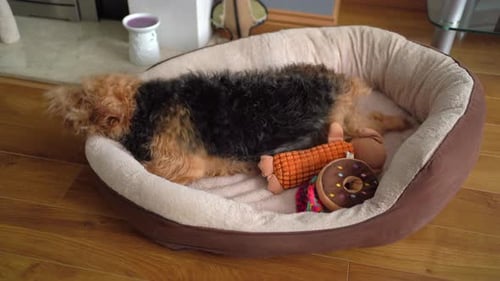 Dog going crazy itchy wriggling and rolling around his bed little furry terrier going bananas