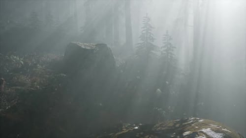 Coniferous Forest Backlit By the Fising Sun on a Misty