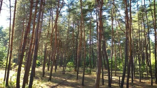 Forest Flight Between Tall Pine Trees 5