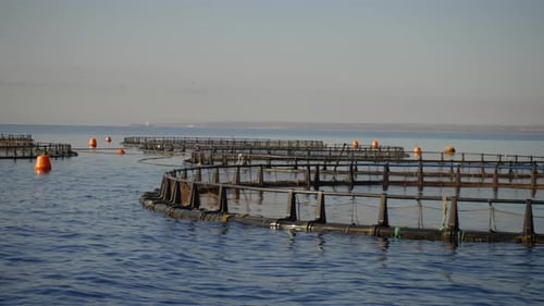 Panning shot of outdoor fish farm pools for agricultural fish production.