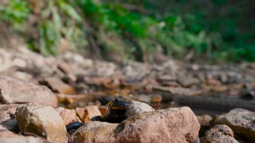 Fire salamander close up black yellow spotted European Salamandra. Amphibian in the forest