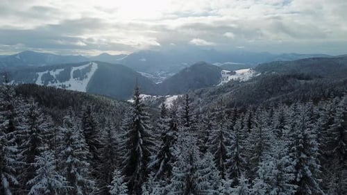 Aerial Shot Winter Forest Snowy Landscape Carpathian Forest Hilly Landscapesnowy Tops of Fir Trees