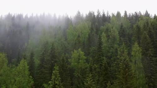Evergreen Coniferous Forest With Vivid Clouds During Misty Morning. - Aerial Drone Shot