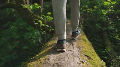 Reisender, der im Freien auf Wanderwegen in der Naturlandschaft des Forest Parks spaziert