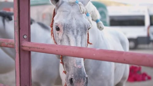 Tête rapprochée d'un cheval blanc et gris dans une sangle de cou debout devant une clôture à l'extérieur