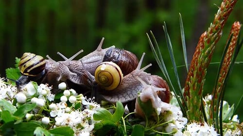 Garden Snail Slowly Moving On The Green Nature Landscape