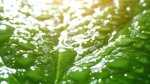Eine Nahaufnahme eines grünen Blattes, das mit zahlreichen Wassertröpfchen bedeckt ist.