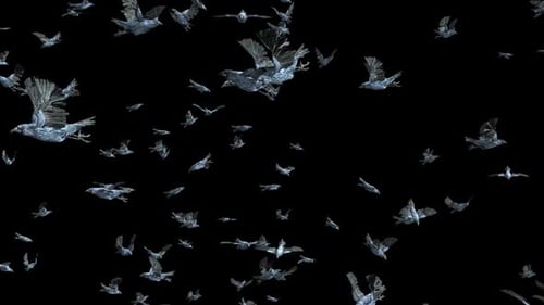 24 Bird Bat Flying HD
