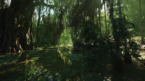Calm Mangrove Creek reflète la lumière du soleil à travers un feuillage dense