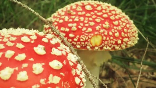 Red and White Spotted Mushrooms Growing in Forest