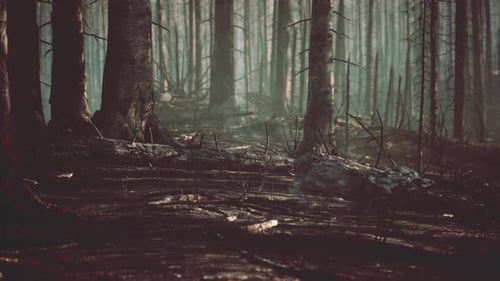 Forest Fire and Fallen Tree is Burned to the Ground with a Lot of Smoke