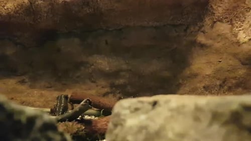 Salamander Walks in a Small Rock Cave