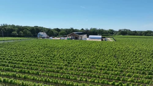A drone view of a Long Island vineyard under a beautiful blue sky, with clear skies stretching